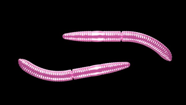 Fatty D'Worm 018 PINK PEARL.jpg